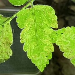 Phytomyza spondylii group