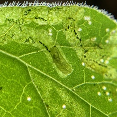 Phytomyza spondylii group