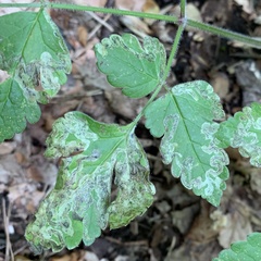 Phytomyza spondylii group