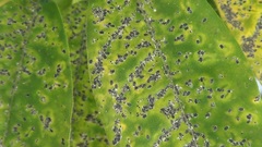 Aleurocanthus spiniferus