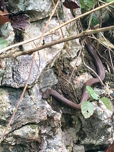 Photo of a Ground Snake (exiguus) (Magliophis exiguus)