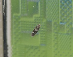 Mompha subbistrigella