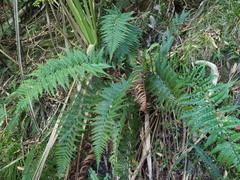 Polystichum neozelandicum neozelandicum