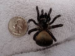 Cyclocosmia truncata