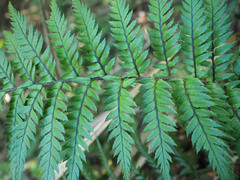 Polystichum neozelandicum neozelandicum