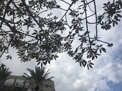 Bombax ceiba