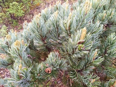 Pinus culminicola