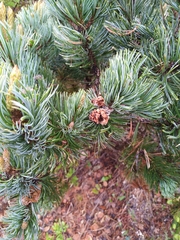 Pinus culminicola