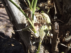 Encyclia