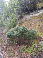 Pinus culminicola