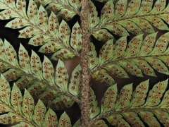 Polystichum neozelandicum neozelandicum