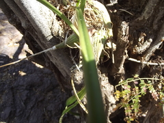 Encyclia