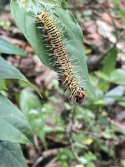 Historis odius odius