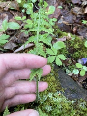 Deparia acrostichoides