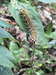 Historis odius odius