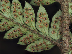 Polystichum neozelandicum neozelandicum
