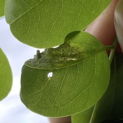Agromyza soka