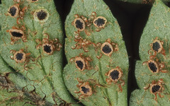 Polystichum neozelandicum neozelandicum