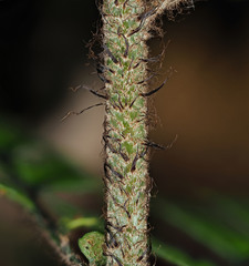 Polystichum neozelandicum neozelandicum