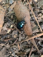 Leptinotarsa haldemani