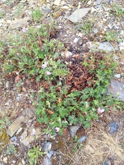 Geranium crenatifolium