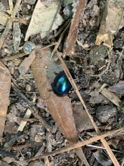 Leptinotarsa haldemani