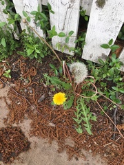Taraxacum officinale