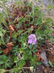 Geranium crenatifolium