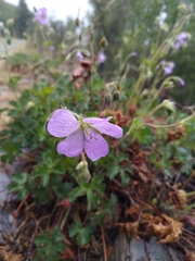 Geranium crenatifolium