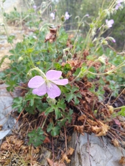 Geranium crenatifolium