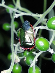 Rhyssocephala