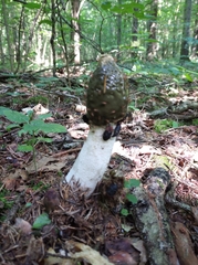 Phallus impudicus
