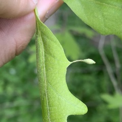 Andricus chinquapin