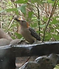 Melanerpes aurifrons