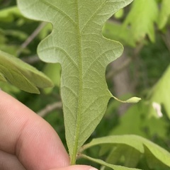 Andricus chinquapin