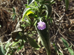 Ruellia inundata