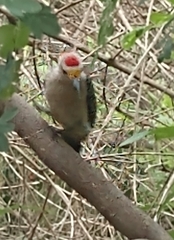 Melanerpes aurifrons