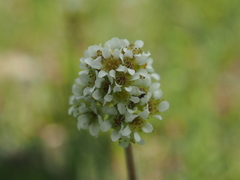 Micranthes rhomboidea