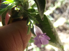 Ruellia inundata