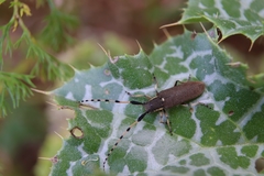Agapanthia annularis