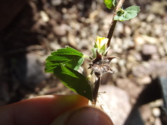 Malvastrum bicuspidatum