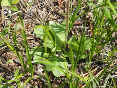 Micranthes rhomboidea