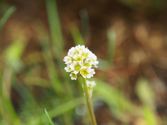 Micranthes rhomboidea