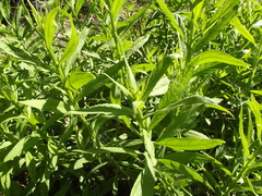 Pluchea salicifolia
