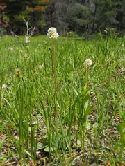 Micranthes rhomboidea