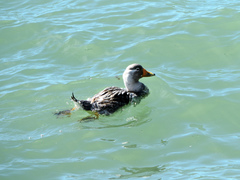 Tachyeres leucocephalus