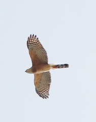 Accipiter cooperii