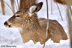 Odocoileus virginianus