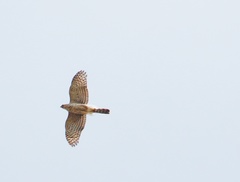 Accipiter cooperii