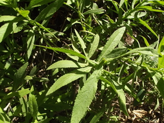 Pluchea salicifolia